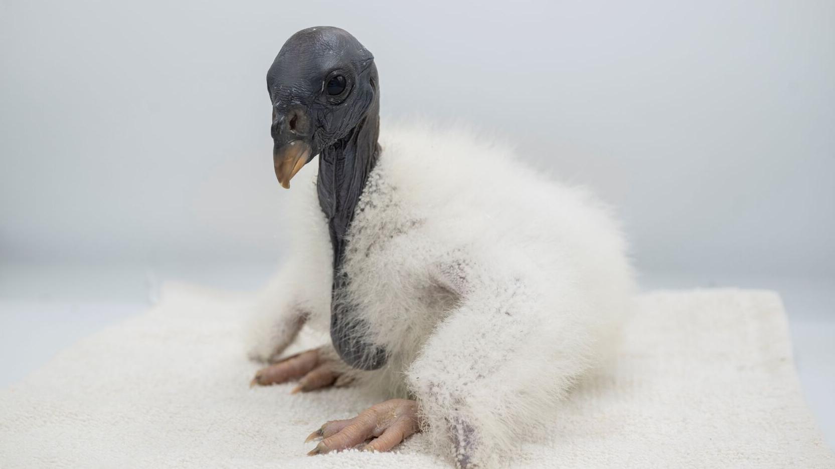 Why a New York zoo is feeding a baby vulture with a hand puppet